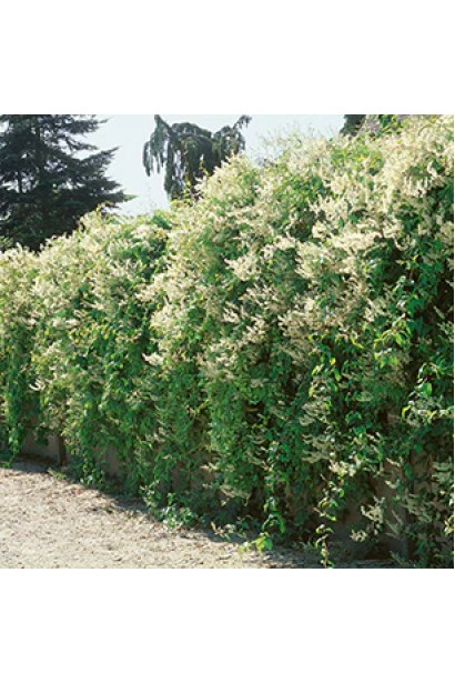 Фаллопія Ауберта з білими запашними квітами на гілках.